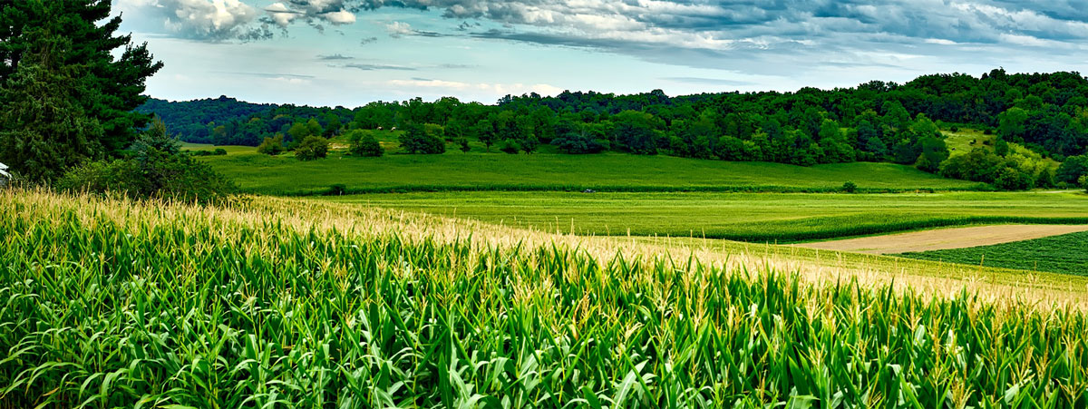 Farm field landscape